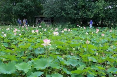 Title: "Lotus Flowers Transform Oman's Wadi Shaab into a Stunning Artistic Canvas"