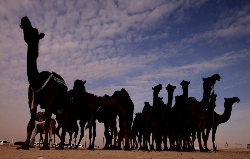 Al Dhafra Festival: 608 Camels in the 
