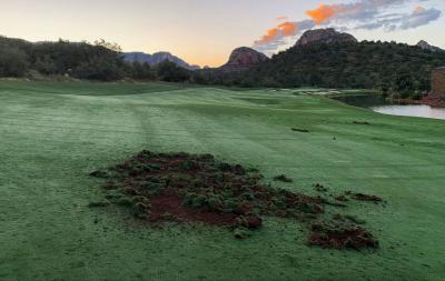 Video: Animals Turn Golf Course into "Battlefield"