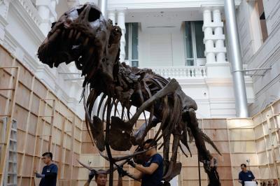 Skeleton of T. rex Sold at Swiss Auction