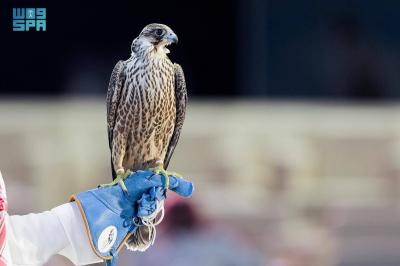 The "Al-Shalaan" Falcon: The Most Expensive in the Fourth Edition of the Saudi Falcons Club Auction