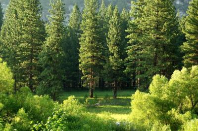 How Do Plants Save Planet Earth?