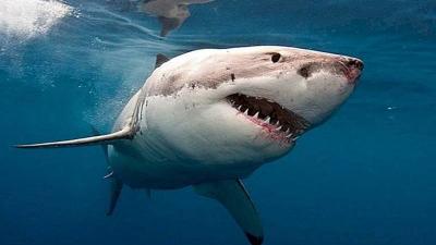 Shark "Terrifies" Residents of a US State!