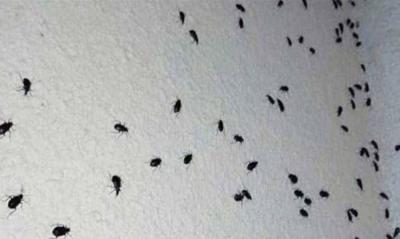 "Sun Beetle" Invades Akkar and Bekaa: How to Deal with It?