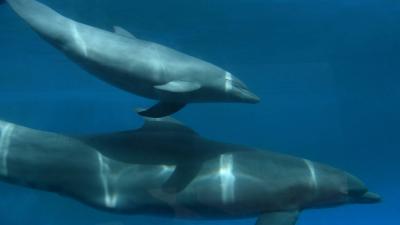 A Stunning Scene of Dolphins Near Qalamoun Beach