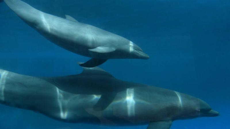 A Stunning Scene of Dolphins Near Qalamoun Beach