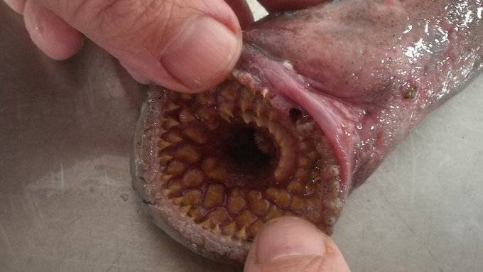 Rare Creature Found on a British Beach