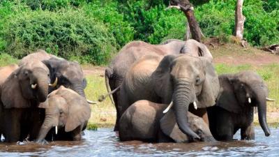 Threat or Oddity: An African Country Promises to Send 20,000 Elephants to Germany