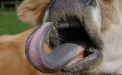 "Blue Tongue" Raises Concerns in Iraq: Details Here!
