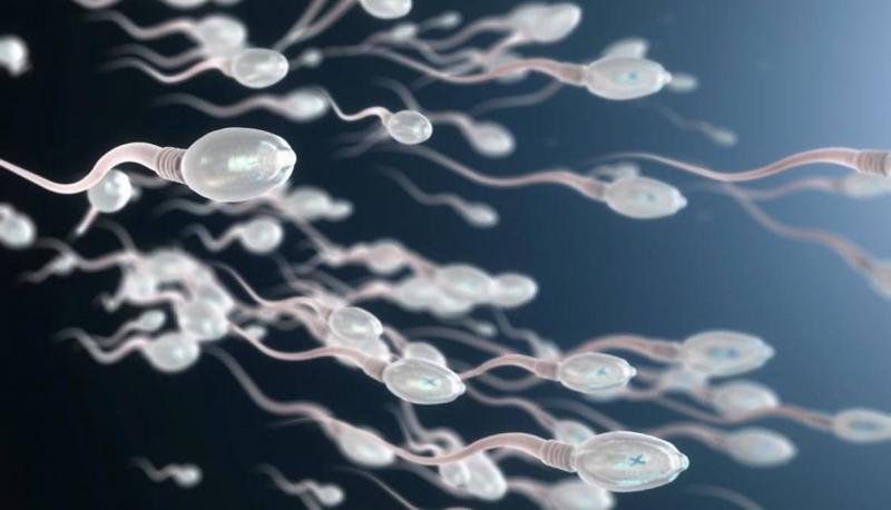 New Study Reveals Fundamental Cause Behind Decline in Male Fertility