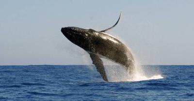 "How Do Whales Sing?".. Scientists Get Closer to Solving the Mysterious Puzzle