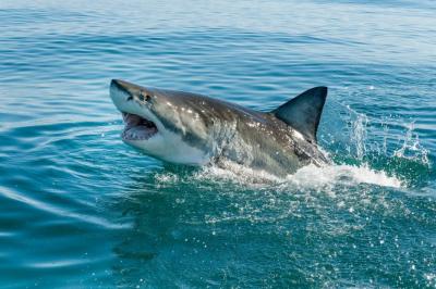 Shark Nearly Devoured a Diver's Hand