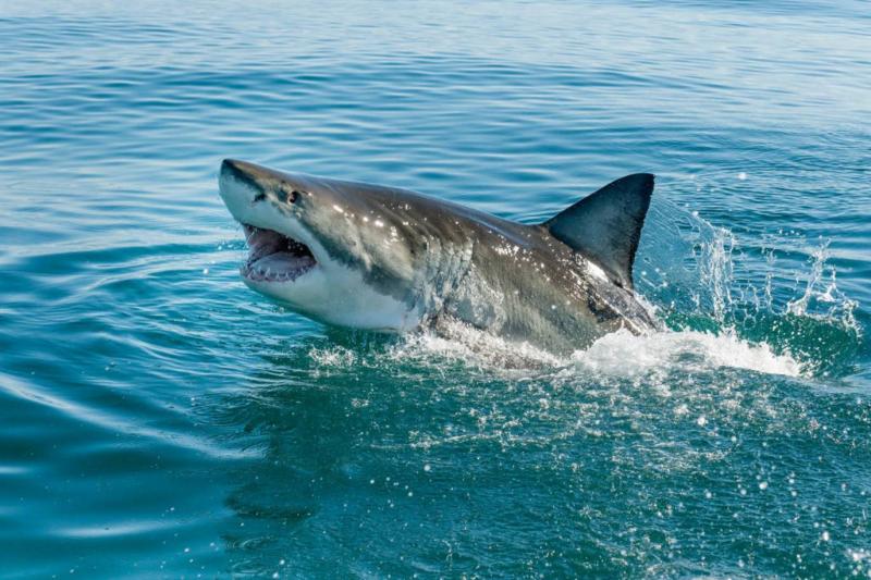Shark Nearly Devoured a Diver's Hand