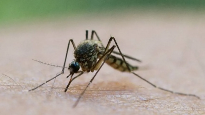 Israel Announces New Death Toll from West Nile Fever
