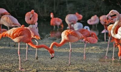 Mexico: Discovery of an 8,000-Year-Old Flamingo Egg