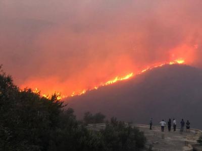 Heatwave Engulfs Syrian Forests