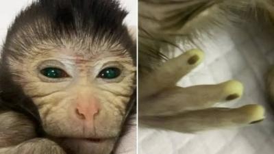 First Live Monkey with Colored Fingers and Glowing Eyes