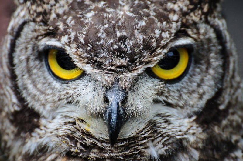 Strange Step: Execution of Half a Million Owls in America