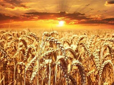 Agreement for Wheat Production Between Algeria and Italy for $455 Million