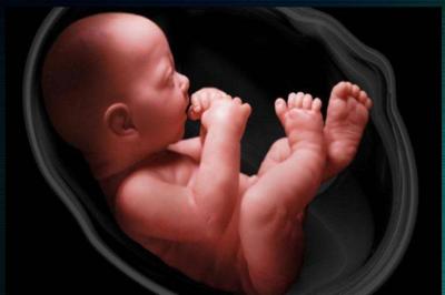 Researchers Discover Mechanisms Improving Understanding of Early Embryo Development