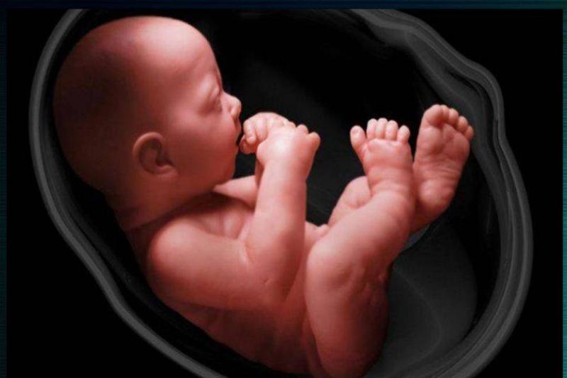 Researchers Discover Mechanisms Improving Understanding of Early Embryo Development