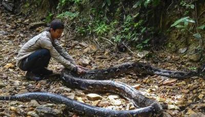 Snake Eats Woman in Indonesia