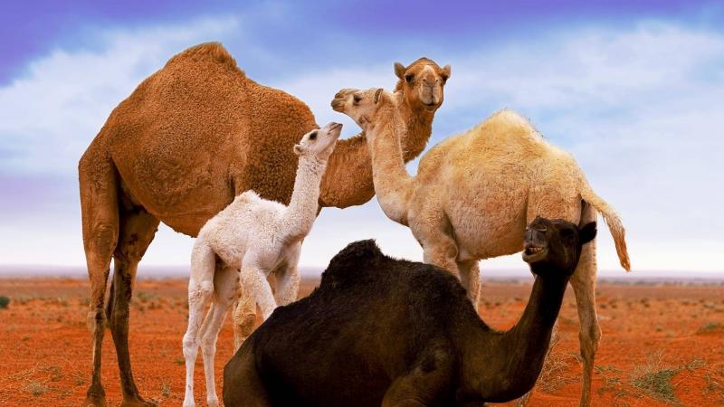 Saudi Arabia: A Beautiful Image Capturing the Enchanting Gradations of Camel Colors
