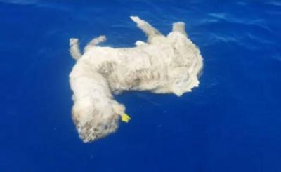 Dead Sheep Found in the Northern Red Sea... Egyptian Environment Authority Acts