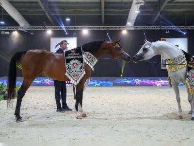 "Golden Double" for Al Jawahir and Al Naimi Horses at the "Private Mares Championship"