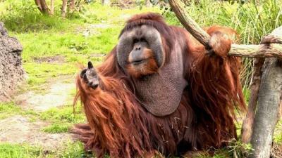 Passing of the Oldest Orangutan in North America