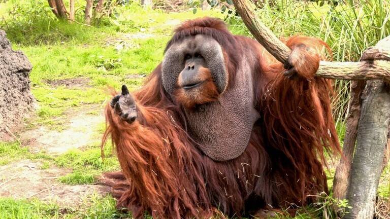 Passing of the Oldest Orangutan in North America