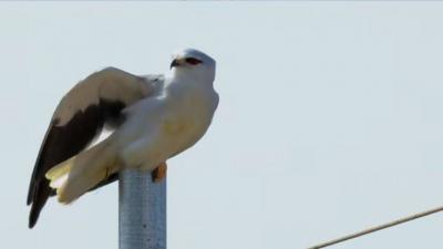 Jordanian Photographer Captures the Appearance of the "Devil Bird" - Video