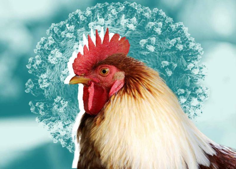 Highly Infectious Strain of Bird Flu Sweeps New York