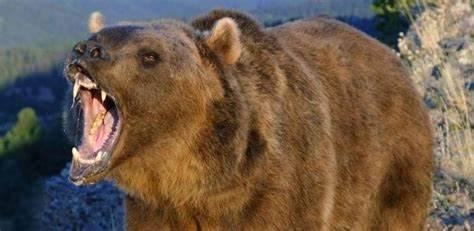 Title: Bear Attacks Teenager!