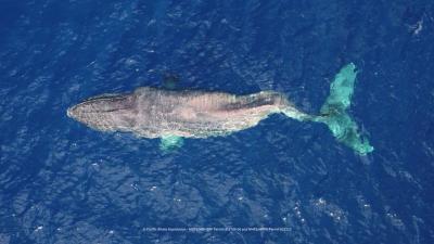 Egypt: Photos Circulate of a Whale on Al-Hamam Beach