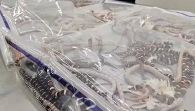 Arrest of Man Attempting to Smuggle Over 100 Snakes into China