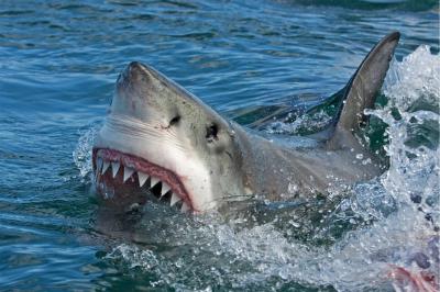 Shark Kills Surfer in Australia