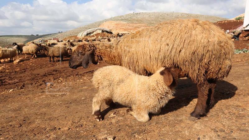 Libya: 1,650 Injuries During Sacrifice Slaughtering