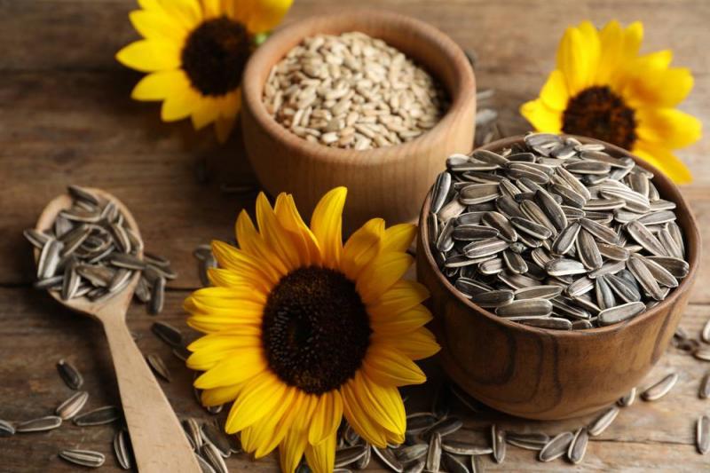 Numerous Benefits of Sunflower Seeds: Here are the Highlights
