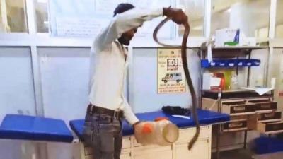 In India: Bitten by a Snake, He Took It with Him to the Hospital