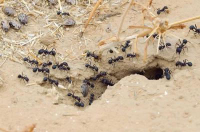 Do Ant Colonies Have Different "Personalities"?