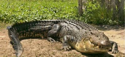 Australia Struggles with Increasing Crocodile Numbers