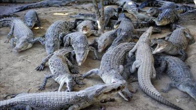 Hundreds of Crocodiles Crawl into Cities in Mexico... What's the Reason?