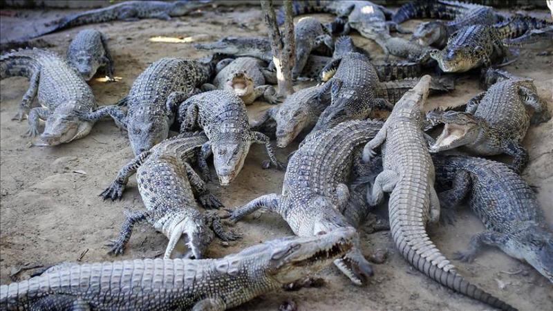 Hundreds of Crocodiles Crawl into Cities in Mexico... What's the Reason?