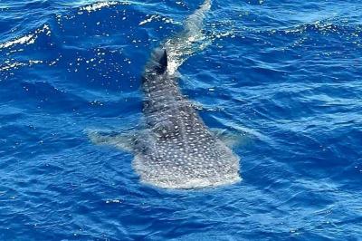 Egypt: Giant Shark Sighted in Hurghada!