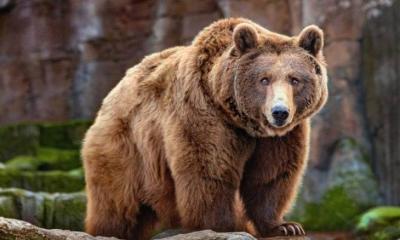 Bear Dies in Hit-and-Run Near the Pentagon (Video)