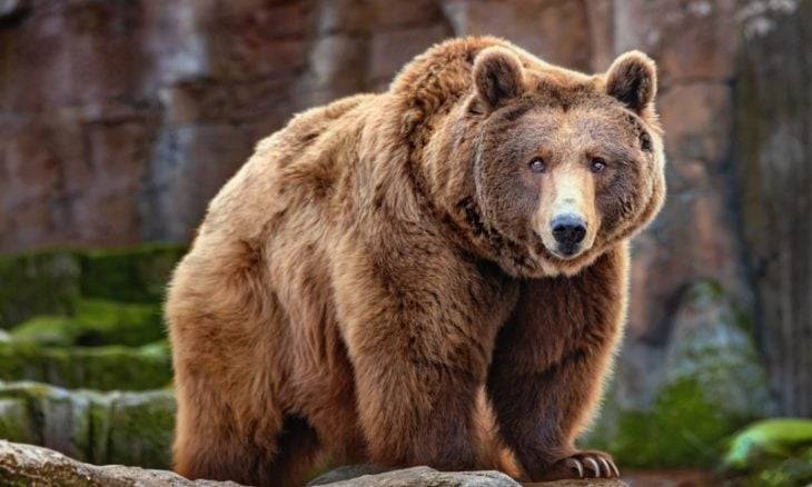 Bear Dies in Hit-and-Run Near the Pentagon (Video)