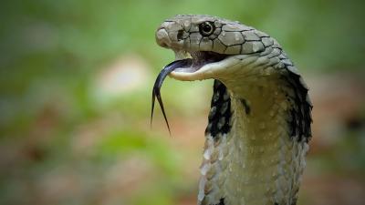 "Human Bite" Kills Snake