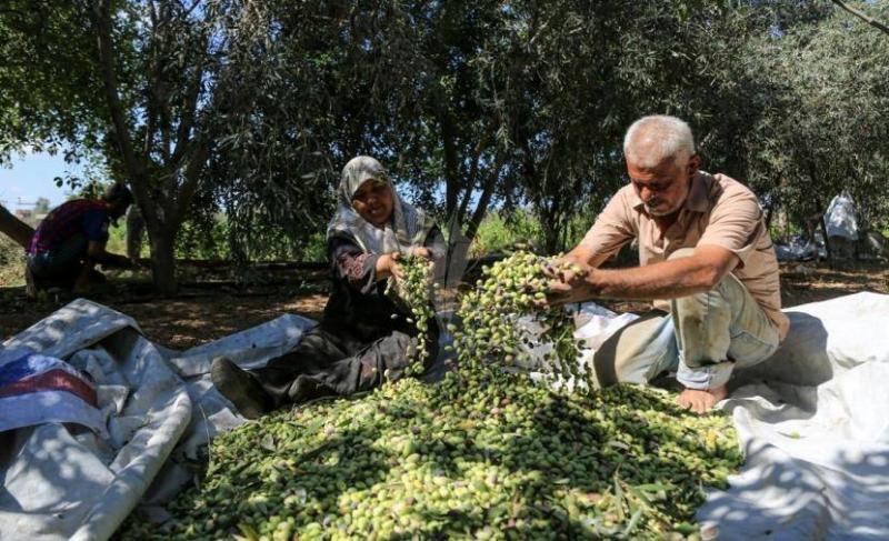 Olive Season and Price Hikes: What is Happening This Year?