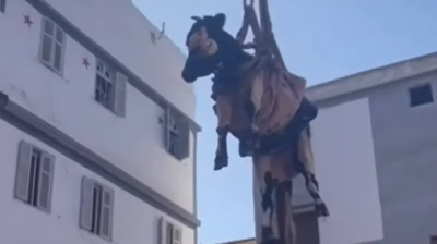 Watch a Flying Cow in Morocco